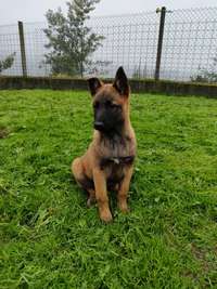 Pastor Malinois - Cães - OLX Portugal